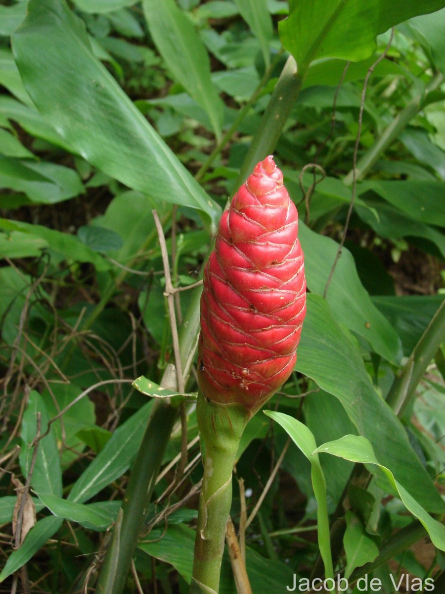 Zingiber zerumbet (L.) Roscoe ex Sm.